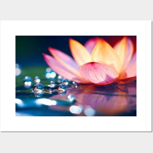 Lotus Flower Petal Nature Serene Calm Posters and Art